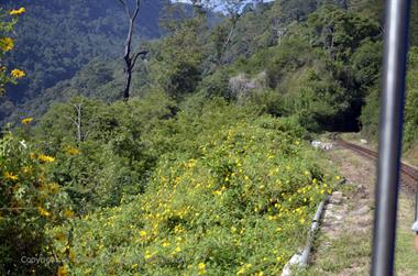 Nilgiri-Blue-Mountain-Train, Mettupalayam - Coonoor_DSC5406_H600